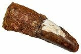 Fossil Spinosaurus Tooth - Feeding Worn Tip #344189-1